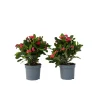 PLANT IN A BOX - Euphorbe de madagascar - set de 2 - euphorbia 'milii' - hauteur 25-35cm - ⌀13cm