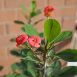 PLANT IN A BOX - Euphorbe de madagascar - set de 2 - euphorbia 'milii' - hauteur 25-35cm - ⌀13cm