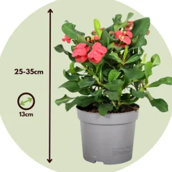 PLANT IN A BOX - Euphorbe de madagascar - set de 2 - euphorbia 'milii' - hauteur 25-35cm - ⌀13cm