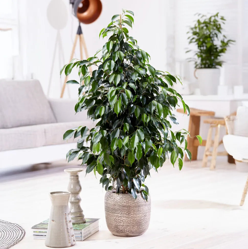 PLANT IN A BOX - Ficus pleureur - ficus benjamina 'danielle' - hauteur 100-110cm - ⌀21cm