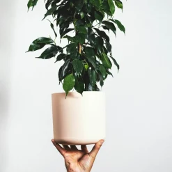 PLANT IN A BOX - Ficus pleureur - ficus benjamina 'danielle' - hauteur 100-110cm - ⌀21cm