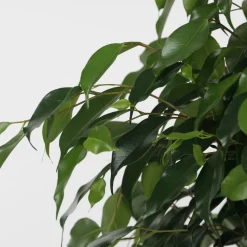 PLANT IN A BOX - Ficus pleureur - ficus benjamina 'danielle' - hauteur 100-110cm - ⌀21cm