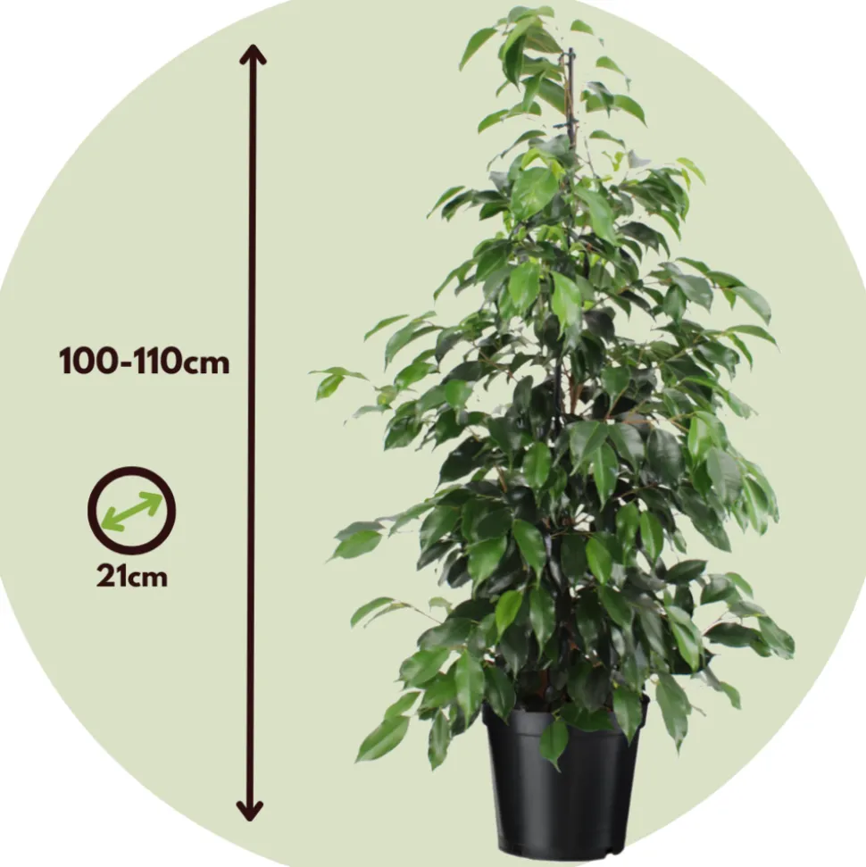 PLANT IN A BOX - Ficus pleureur - ficus benjamina 'danielle' - hauteur 100-110cm - ⌀21cm