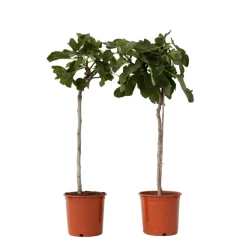 PLANT IN A BOX - Figuier de barbarie - set de 2 - ficus carica - hauteur 70-90cm - ⌀21cm