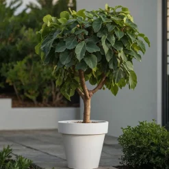 PLANT IN A BOX - Figuier de barbarie - set de 2 - ficus carica - hauteur 70-90cm - ⌀21cm