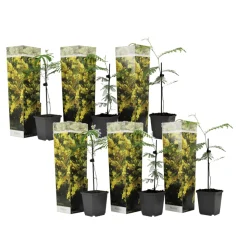 PLANT IN A BOX - Fleur de mimosa - set de 6 - mimosa dealbata - hauteur 25-40cm - ⌀9cm