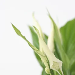 PLANT IN A BOX - Fleur de lune - spathiphyllum 'torelli' - hauteur 30-45cm - ⌀12cm