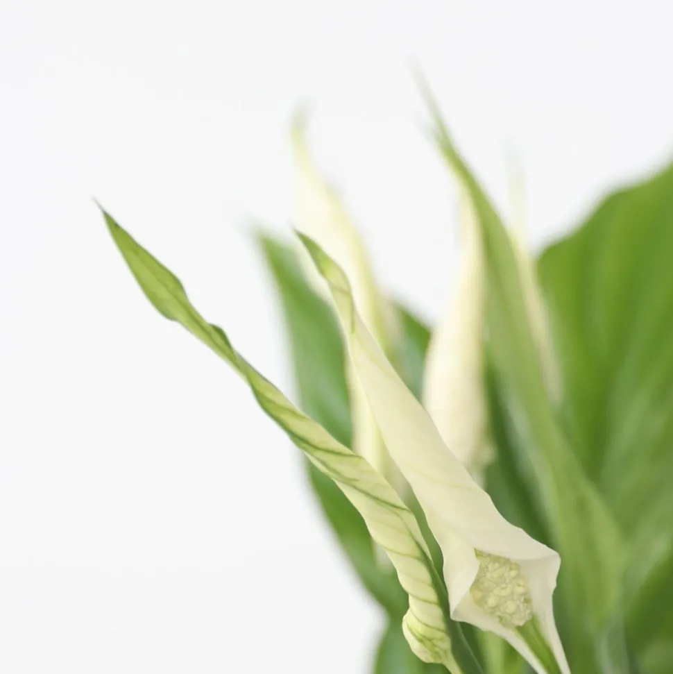 PLANT IN A BOX - Fleur de lune - spathiphyllum 'torelli' - hauteur 30-45cm - ⌀12cm