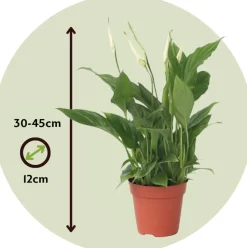 PLANT IN A BOX - Fleur de lune - spathiphyllum 'torelli' - hauteur 30-45cm - ⌀12cm