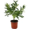 PLANT IN A BOX - Fleur de mimosa - mimosa dealbata - hauteur 40-50cm - ⌀15cm