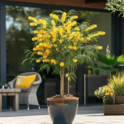PLANT IN A BOX - Fleur de mimosa - mimosa dealbata - hauteur 40-50cm - ⌀15cm