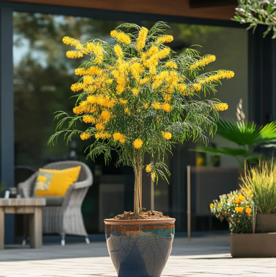 PLANT IN A BOX - Fleur de mimosa - mimosa dealbata - hauteur 40-50cm - ⌀15cm