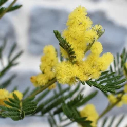 PLANT IN A BOX - Fleur de mimosa - mimosa dealbata - hauteur 40-50cm - ⌀15cm