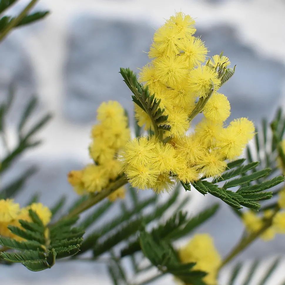 PLANT IN A BOX - Fleur de mimosa - mimosa dealbata - hauteur 40-50cm - ⌀15cm