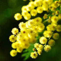 PLANT IN A BOX - Fleur de mimosa - mimosa dealbata - hauteur 40-50cm - ⌀15cm