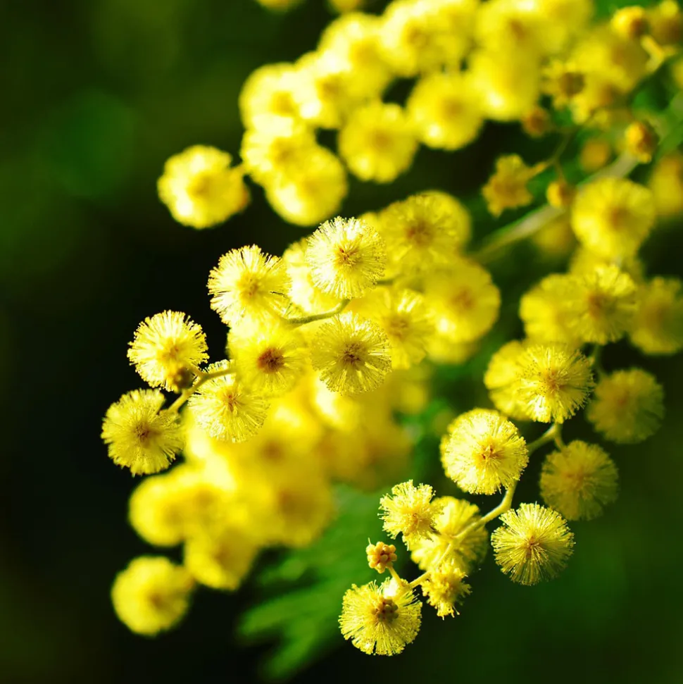 PLANT IN A BOX - Fleur de mimosa - mimosa dealbata - hauteur 40-50cm - ⌀15cm