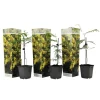PLANT IN A BOX - Fleur de mimosa - set de 3 - mimosa dealbata - hauteur 25-40cm - ⌀9cm
