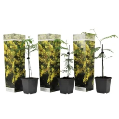 PLANT IN A BOX - Fleur de mimosa - set de 3 - mimosa dealbata - hauteur 25-40cm - ⌀9cm