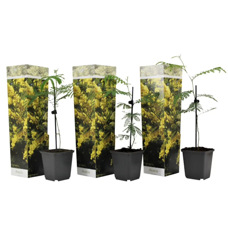 PLANT IN A BOX - Fleur de mimosa - set de 3 - mimosa dealbata - hauteur 25-40cm - ⌀9cm