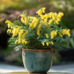 PLANT IN A BOX - Fleur de mimosa - set de 3 - mimosa dealbata - hauteur 25-40cm - ⌀9cm