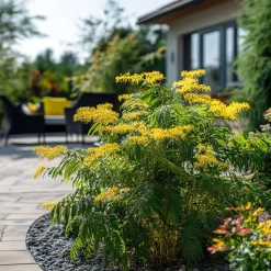 PLANT IN A BOX - Fleur de mimosa - set de 3 - mimosa dealbata - hauteur 25-40cm - ⌀9cm