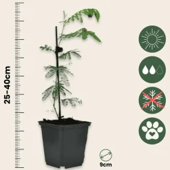 PLANT IN A BOX - Fleur de mimosa - set de 3 - mimosa dealbata - hauteur 25-40cm - ⌀9cm