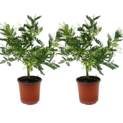 PLANT IN A BOX - Fleur de mimosa - set de 2 - mimosa dealbata - hauteur 40-50cm - ⌀15cm