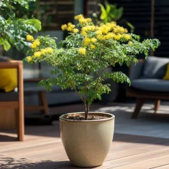 PLANT IN A BOX - Fleur de mimosa - set de 2 - mimosa dealbata - hauteur 40-50cm - ⌀15cm