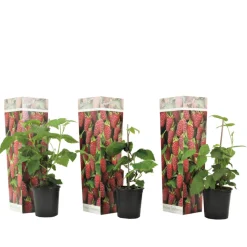 PLANT IN A BOX - Framboise de tay - set de 3 - rubus 'tayberry' - hauteur 25-40cm - ⌀9cm