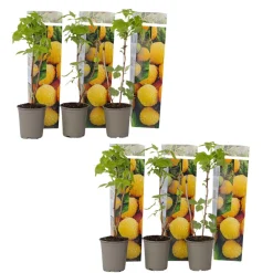 PLANT IN A BOX - Framboisier - set de 6 - rubus idaeus 'fallgold' - hauteur 25-40cm - ⌀9cm