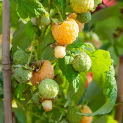 PLANT IN A BOX - Framboisier - set de 6 - rubus idaeus 'fallgold' - hauteur 25-40cm - ⌀9cm