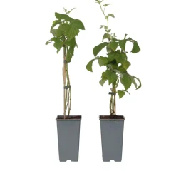 PLANT IN A BOX - Framboisier - set de 2 - rubus idaeus 'malling promise' - h50-60cm - ⌀15cm