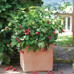 PLANT IN A BOX - Framboisier - set de 6 - rubus ideaus 'autumn bliss' - hauteur 25-40cm - ⌀9cm