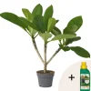 PLANT IN A BOX - Frangipanier + engrais végétal - plumeria rubra 'hawaii' - h45-55cm - ⌀17cm