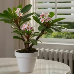 PLANT IN A BOX - Frangipanier + engrais végétal - plumeria rubra 'hawaii' - h45-55cm - ⌀17cm