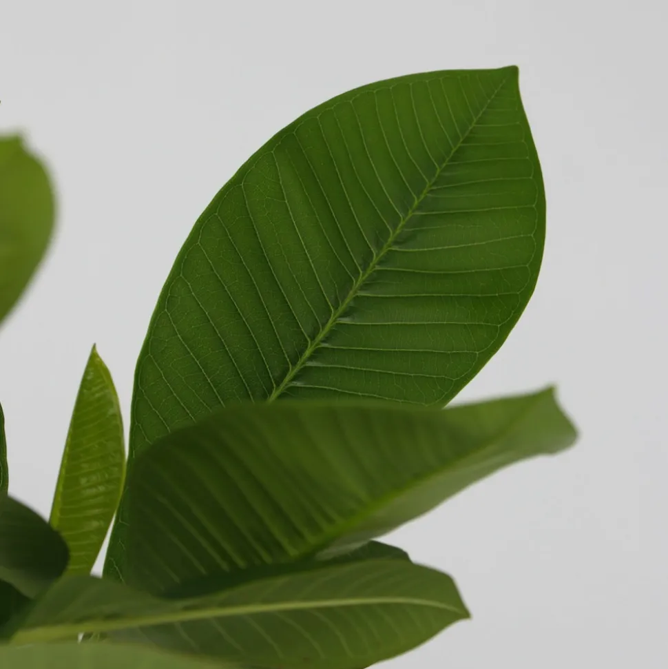 PLANT IN A BOX - Frangipanier + engrais végétal - plumeria rubra 'hawaii' - h45-55cm - ⌀17cm