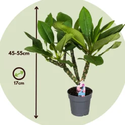 PLANT IN A BOX - Frangipanier + engrais végétal - plumeria rubra 'hawaii' - h45-55cm - ⌀17cm