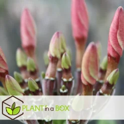 PLANT IN A BOX - Frangipanier hawaii - plumeria rubra 'rose' - hauteur 55-70cm - ⌀17cm