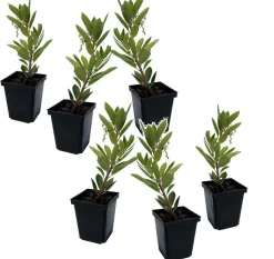 PLANT IN A BOX - Fruits de l'arbousier - set de 6 - arbutus 'unedo' - hauteur 25-40cm - ⌀9cm