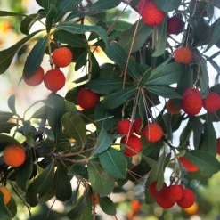 PLANT IN A BOX - Fruits de l'arbousier - set de 6 - arbutus 'unedo' - hauteur 25-40cm - ⌀9cm