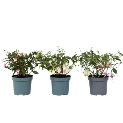 PLANT IN A BOX - Fuchsia pleureur - set de 3 - fuchsia magellanica - hauteur 10-20cm - ⌀9cm