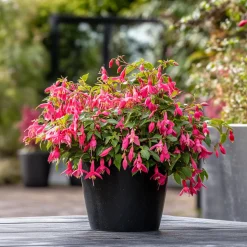 PLANT IN A BOX - Fuchsia pleureur - set de 3 - fuchsia magellanica - hauteur 10-20cm - ⌀9cm