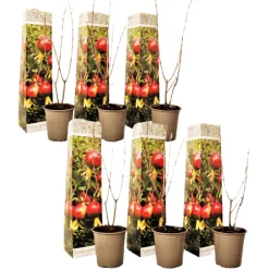 PLANT IN A BOX - Grenadier - set de 6 - punica granatum - hauteur 25-40cm - ⌀9cm