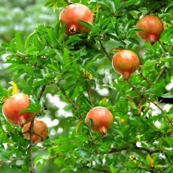 PLANT IN A BOX - Grenadier - set de 6 - punica granatum - hauteur 25-40cm - ⌀9cm