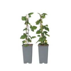 PLANT IN A BOX - Groseillier à grappes - set de 2 - ribes rubrum - hauteur 50-60cm - ⌀15cm