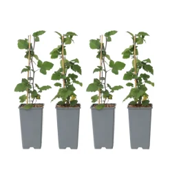 PLANT IN A BOX - Groseillier à grappes - set de 4 - ribes rubrum - hauteur 50-60cm - ⌀15cm