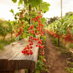 PLANT IN A BOX - Groseillier à grappes - set de 4 - ribes rubrum - hauteur 50-60cm - ⌀15cm