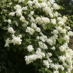 PLANT IN A BOX - Hortensia - set de 2 - hydrangea anomale petiolaris - hauteur 60-70cm - ⌀15cm