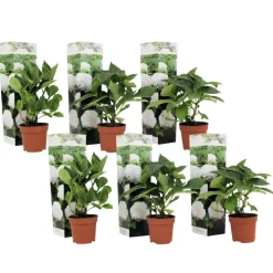 PLANT IN A BOX - Hortensia - set de 6 - hydrangea macrophylla 'wudu' - hauteur 25-40cm - ⌀9cm