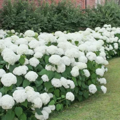 PLANT IN A BOX - Hortensia - set de 6 - hydrangea macrophylla 'wudu' - hauteur 25-40cm - ⌀9cm